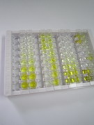 ELISA Kit for S100 Calcium Binding Protein A4 (S100A4)