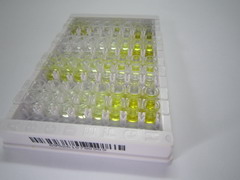 ELISA Kit for S100 Calcium Binding Protein A4 (S100A4)