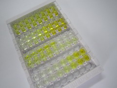 ELISA Kit for Growth Differentiation Factor 1 (GDF1)