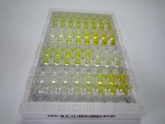 ELISA Kit for Growth Differentiation Factor 3 (GDF3)