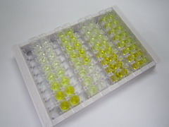 ELISA Kit for Growth Differentiation Factor 11 (GDF11)