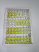 ELISA Kit for Growth Differentiation Factor 11 (GDF11)