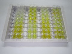 ELISA Kit for Collagen Type XI Alpha 1 (COL11a1)