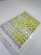 ELISA Kit for Collagen Type XII (COL12)