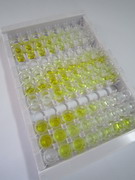 ELISA Kit for Protein Phosphatase 1, Regulatory Subunit 15A (PPP1R15A)