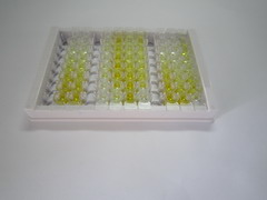 ELISA Kit for Histone Deacetylase 1 (HDAC1)