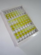 ELISA Kit for Nucleolin (NCL)