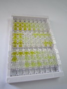 ELISA Kit for Calcyclin Binding Protein (CACYBP)