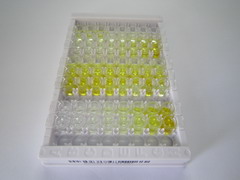ELISA Kit for Claudin 1 (CLDN1)