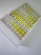 ELISA Kit for Cathelicidin Antimicrobial Peptide (CAMP)