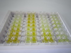ELISA Kit for Cytoglobin (CYGB)