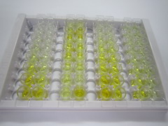 ELISA Kit for Y-Box Binding Protein 1 (YBX1)