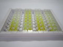 ELISA Kit for Nucleophosmin 1 (NPM1)