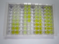 ELISA Kit for Ornithine Decarboxylase Antizyme 1 (OAZ1)