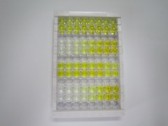 ELISA Kit for Oxytocin Receptor (OXTR)