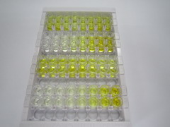 ELISA Kit for Peroxiredoxin 1 (PRDX1)