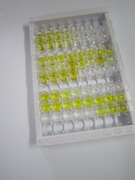 ELISA Kit for Tyrosine Kinase, Non Receptor 2 (TNK2)