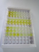 ELISA Kit for Secreted Frizzled Related Protein 5 (SFRP5)
