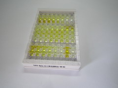 ELISA Kit for Glutamate Decarboxylase 1, Brain (GAD1)