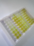 ELISA Kit for Syntaxin 1A, Brain (STX1A)