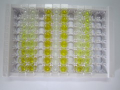 ELISA Kit for Collagen Type VI (COL6)