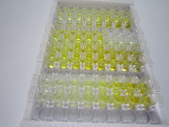 ELISA Kit for S100 Calcium Binding Protein A16 (S100A16)