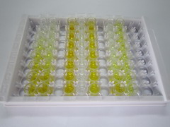 ELISA Kit for Collagen Type III Alpha 1 (COL3a1)