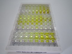 ELISA Kit for Cytochrome P450 1A2 (CYP1A2)