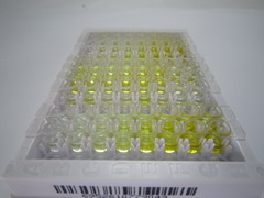 ELISA Kit for Cytochrome P450 3A4 (CYP3A4)