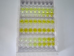 ELISA Kit for Cytochrome P450 2B6 (CYP2B6)