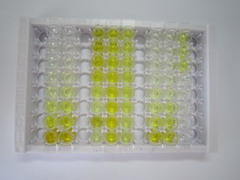 ELISA Kit for Cytochrome P450 2C18 (CYP2C18)