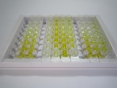 ELISA Kit for Corticotropin Releasing Hormone Receptor 2 (CRHR2)