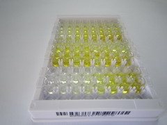 ELISA Kit for Heat Shock Protein 90kDa Alpha A1 (HSP90aA1)
