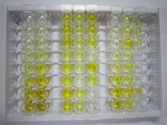 ELISA Kit for Acetyl Coenzyme A Acetyltransferase 2 (ACAT2)