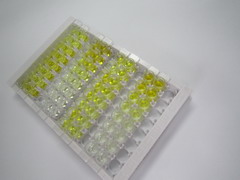 ELISA Kit for Protein Disulfide Isomerase A5 (PDIA5)