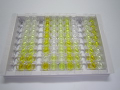 ELISA Kit for D-Dopachrome Tautomerase (DDT)