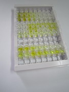 ELISA Kit for Small Proline Rich Protein 4 (SPRR4)