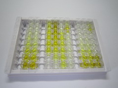 ELISA Kit for Insulin Like Protein 3 (INSL3)
