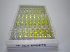 ELISA Kit for 5'-Nucleotidase, Cytosolic II (NT5C2)