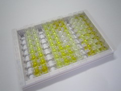 ELISA Kit for Pregnane X Receptor (PXR)