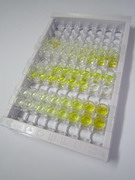 ELISA Kit for FK506 Binding Protein 1A (FKBP1A)