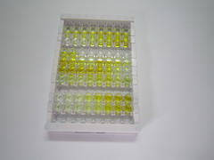 ELISA Kit for Dihydropyrimidinase Like Protein 2 (DPYSL2)