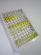 ELISA Kit for Annexin A10 (ANXA10)