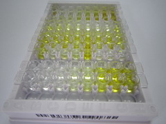 ELISA Kit for Annexin A7 (ANXA7)