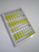 ELISA Kit for Annexin A1 (ANXA1)