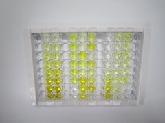 ELISA Kit for Calcium Channel, Voltage Dependent, N-Type, Alpha 1B Subunit (CACNa1B)