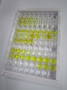 ELISA Kit for Carboxypeptidase A4 (CPA4)