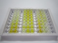 ELISA Kit for 2',5'-Oligoadenylate Synthetase 3 (OAS3)