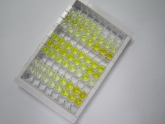 ELISA Kit for Peroxiredoxin 6 (PRDX6)