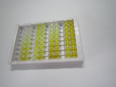 ELISA Kit for Spectrin Beta, Non Erythrocytic 4 (SPTbN4)